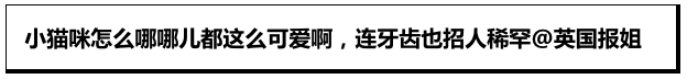 生活不能没有猫咪！小牙牙真是整齐又可爱！
